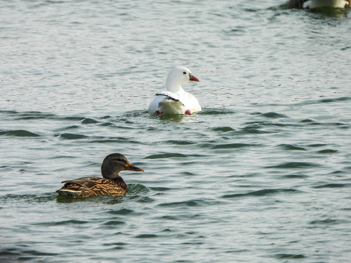 Zwergschneegans - ML646629454