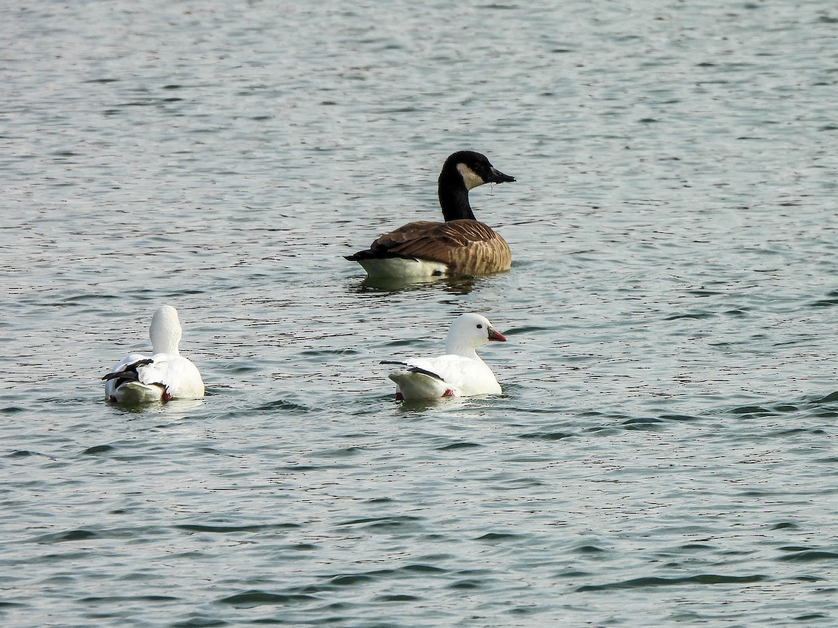 Zwergschneegans - ML646629455