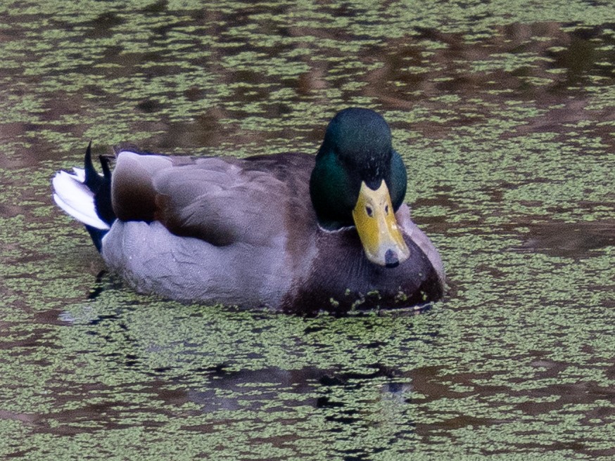 Крижень звичайний - ML646629456