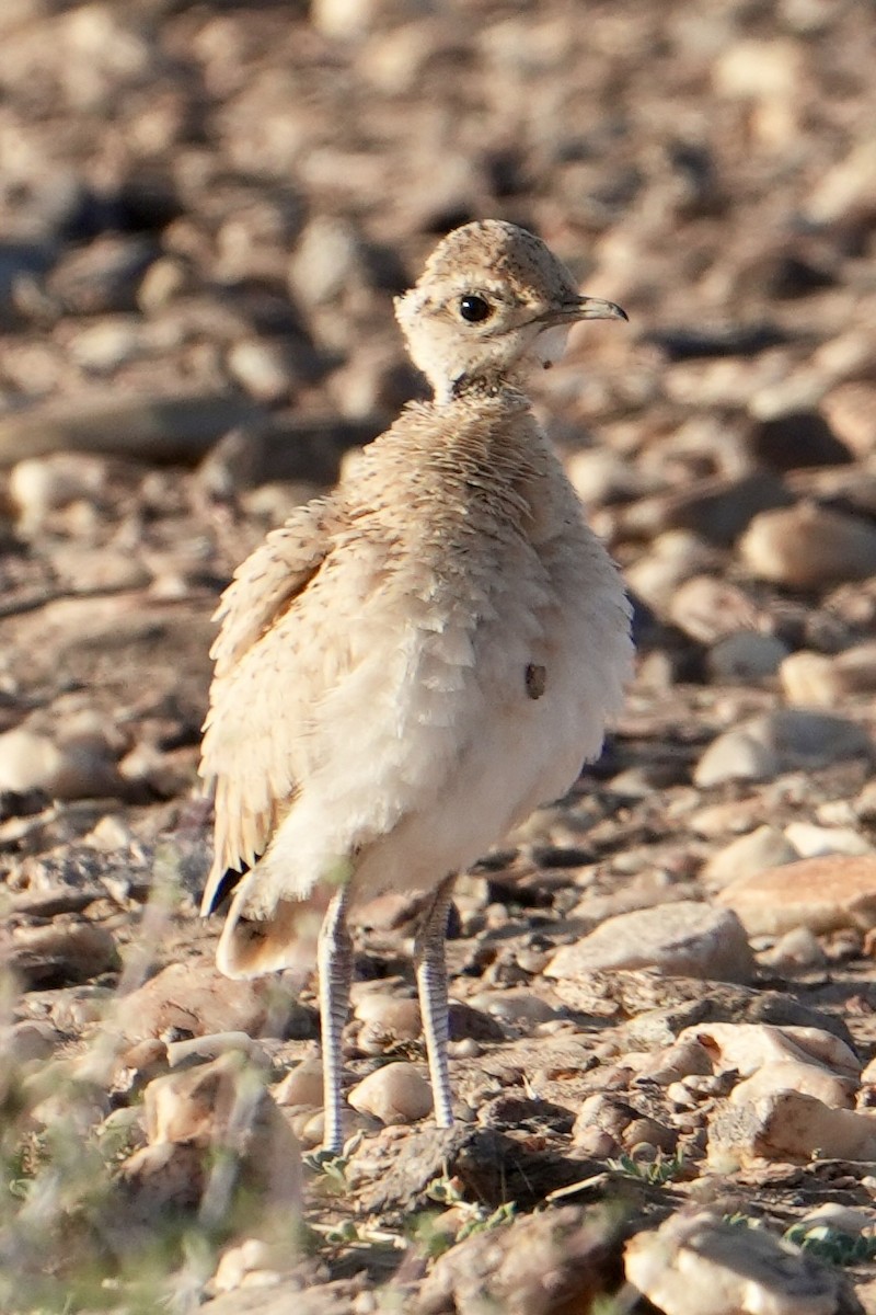 Cream-colored Courser - ML646629457