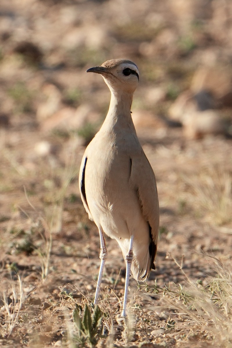 Cream-colored Courser - ML646629458