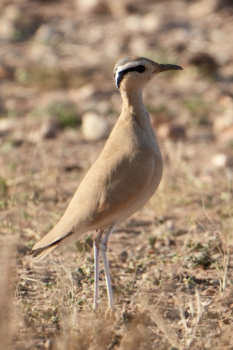 Cream-colored Courser - ML646629459