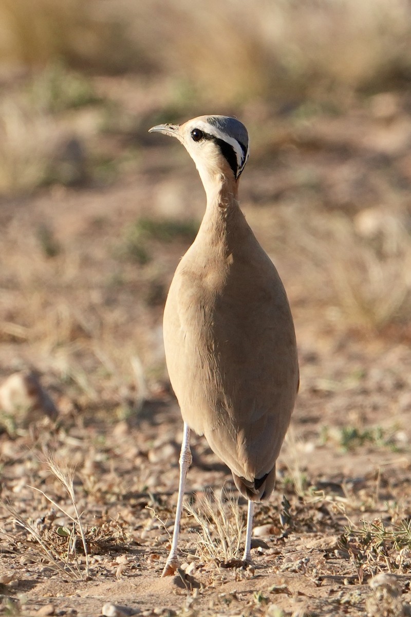 Cream-colored Courser - ML646629460