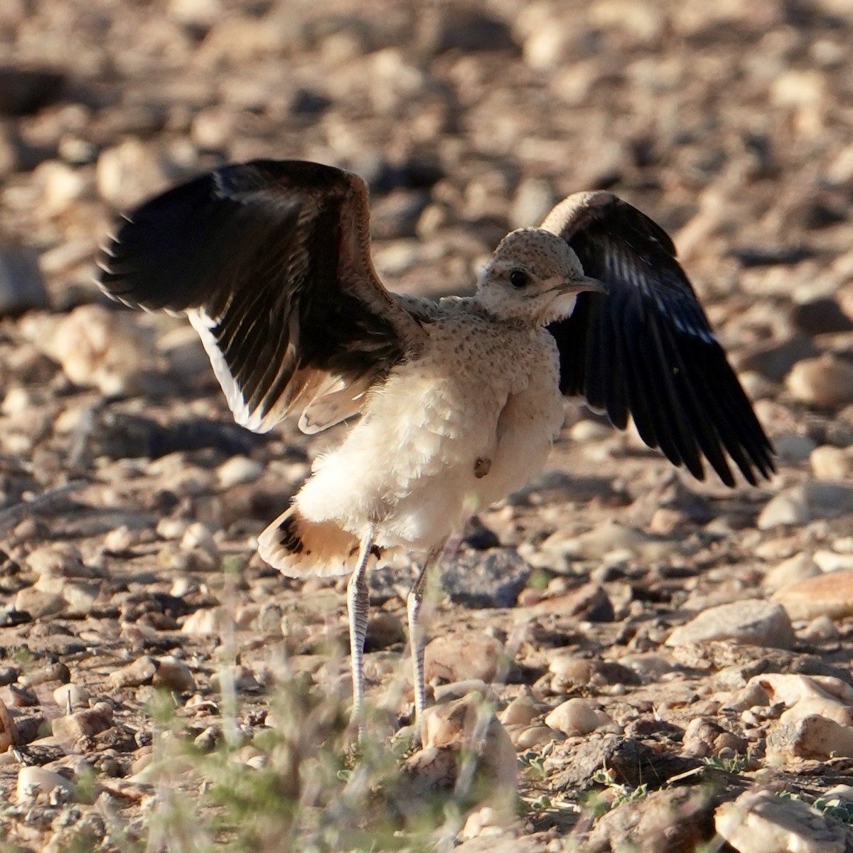Cream-colored Courser - ML646629461