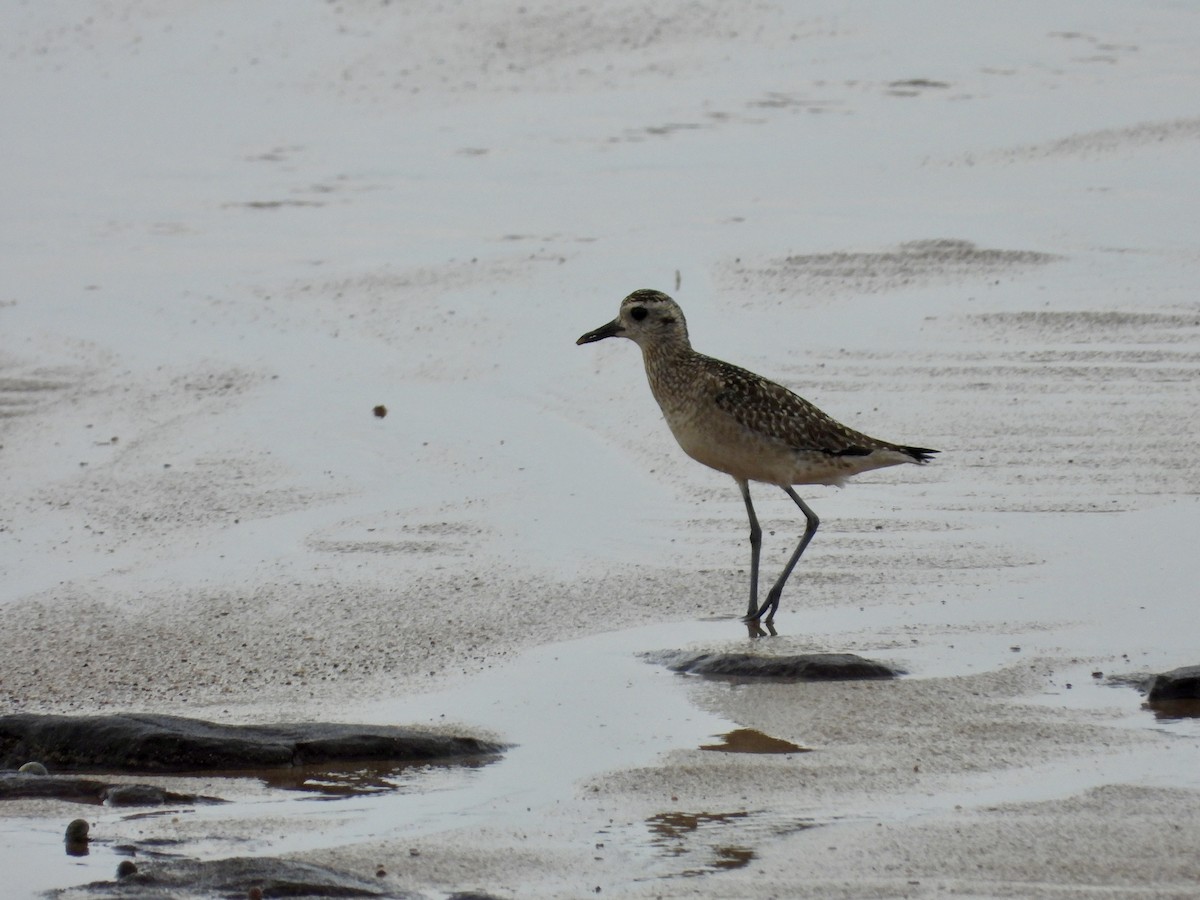 Азийн сүвээ цагаан - ML646629463