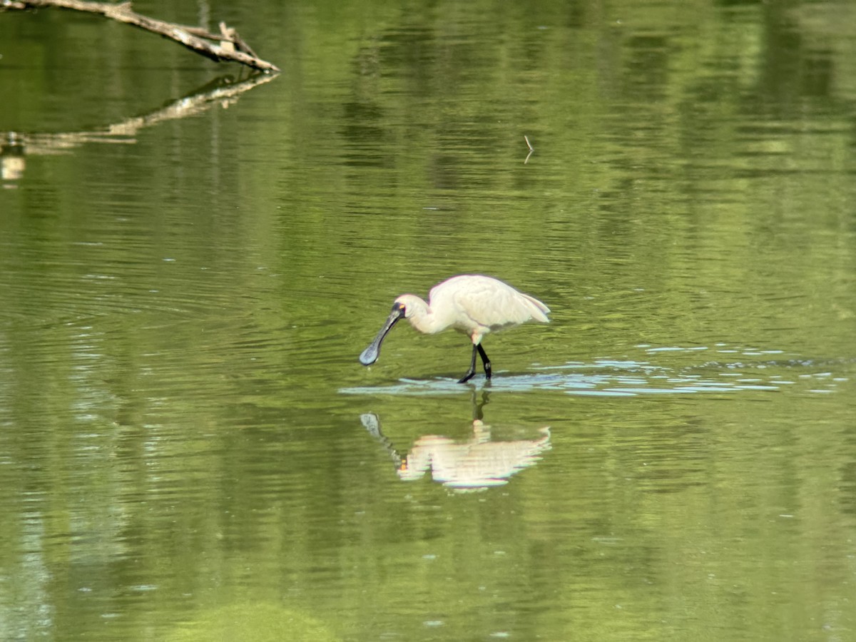 Косар королівський - ML646629464