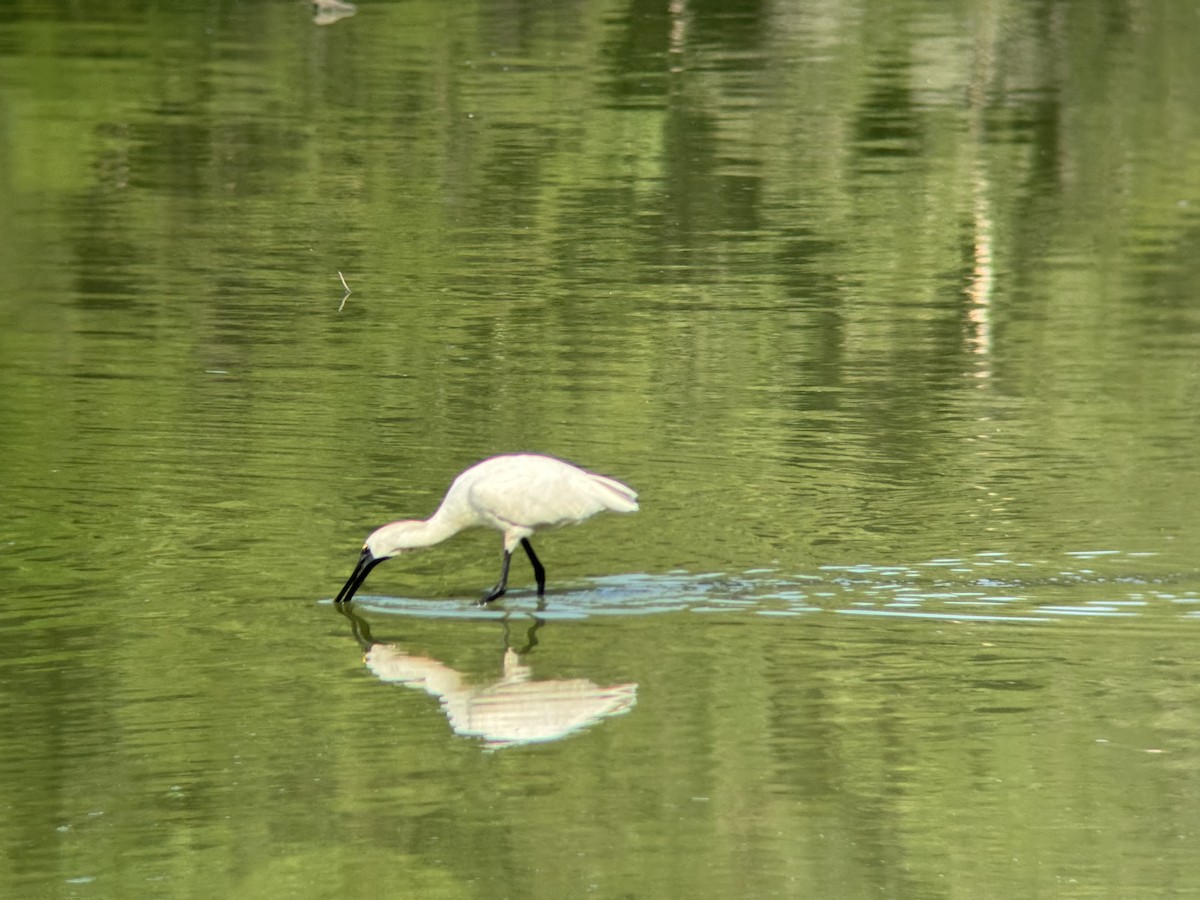 Косар королівський - ML646629465