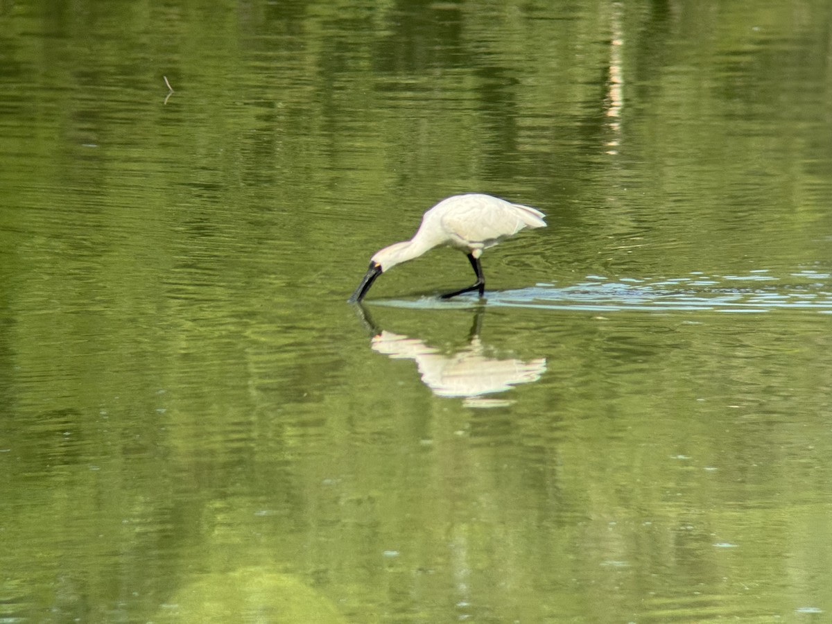 Косар королівський - ML646629466