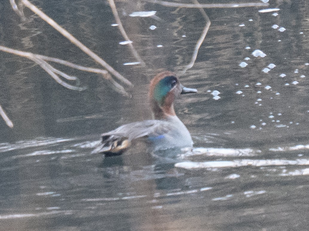 Чирянка мала - ML646629467