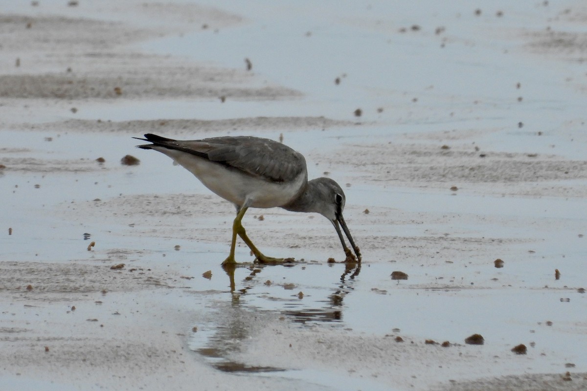 Буурал хөгчүү - ML646629469