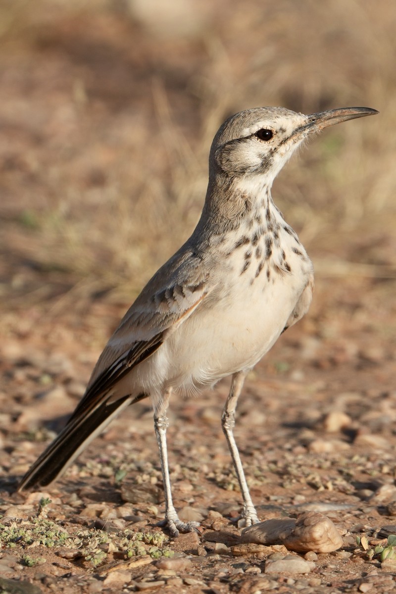 Greater Hoopoe-Lark - ML646629470