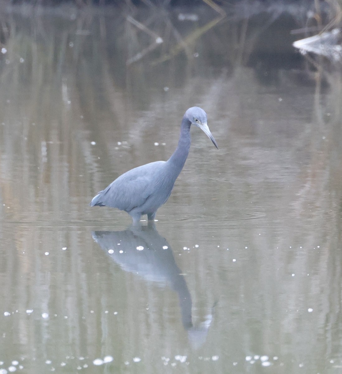 blåhegre - ML646629473