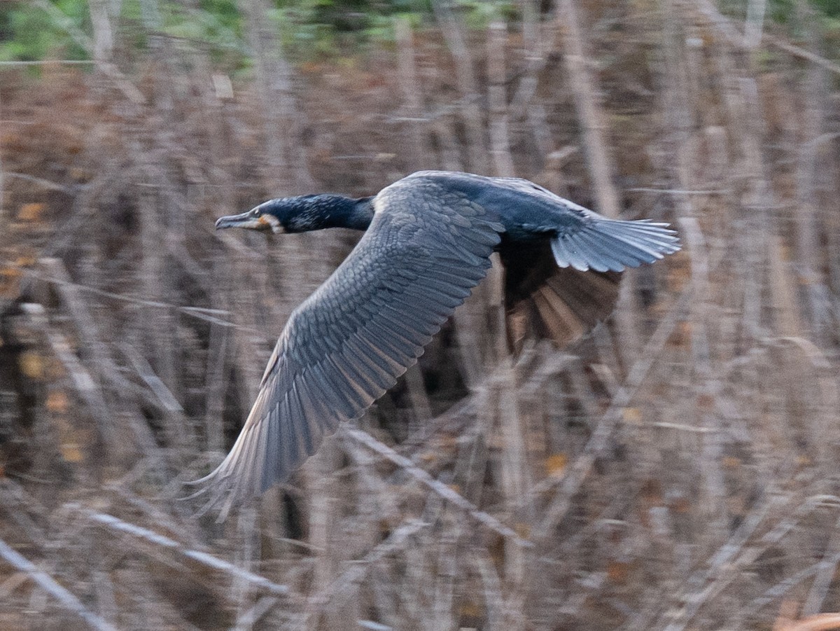 Баклан великий - ML646629474