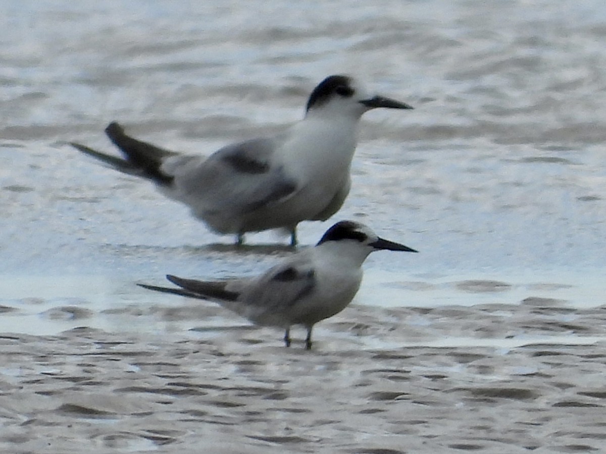 Хурган хараалай - ML646629475