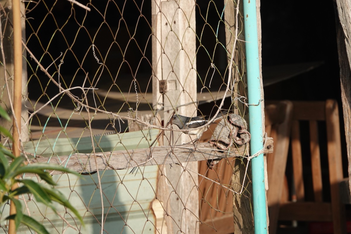 シキチョウ - ML646629477