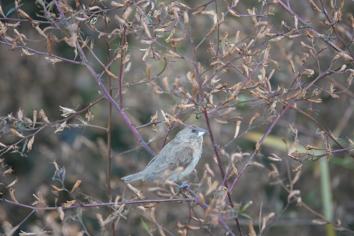 シマキンパラ - ML646629479