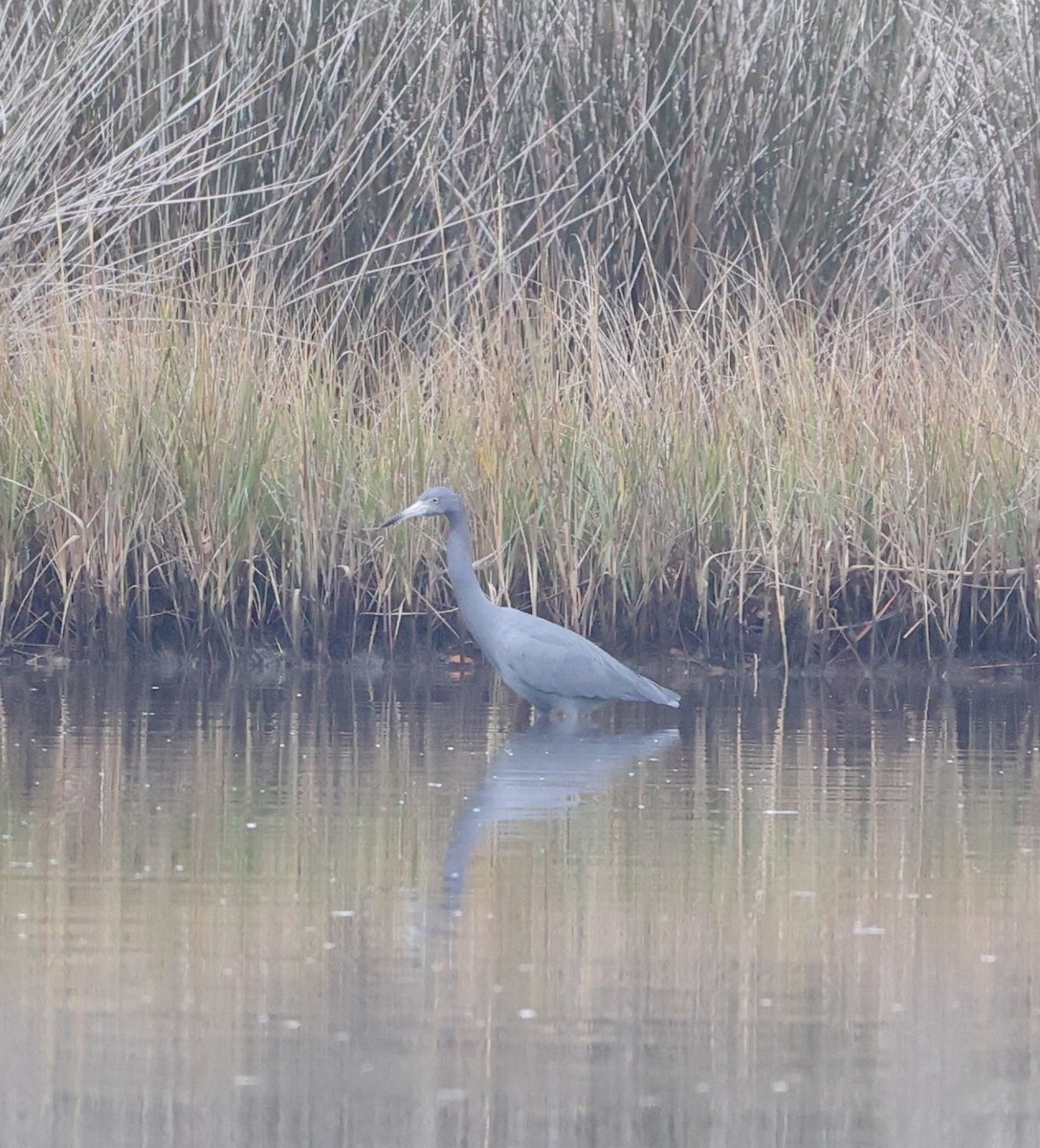 blåhegre - ML646629481