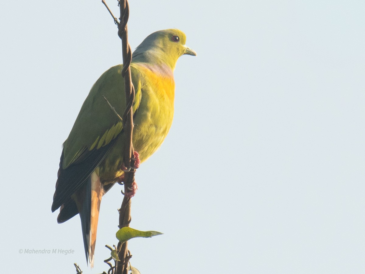 ムネアカアオバト - ML646629482