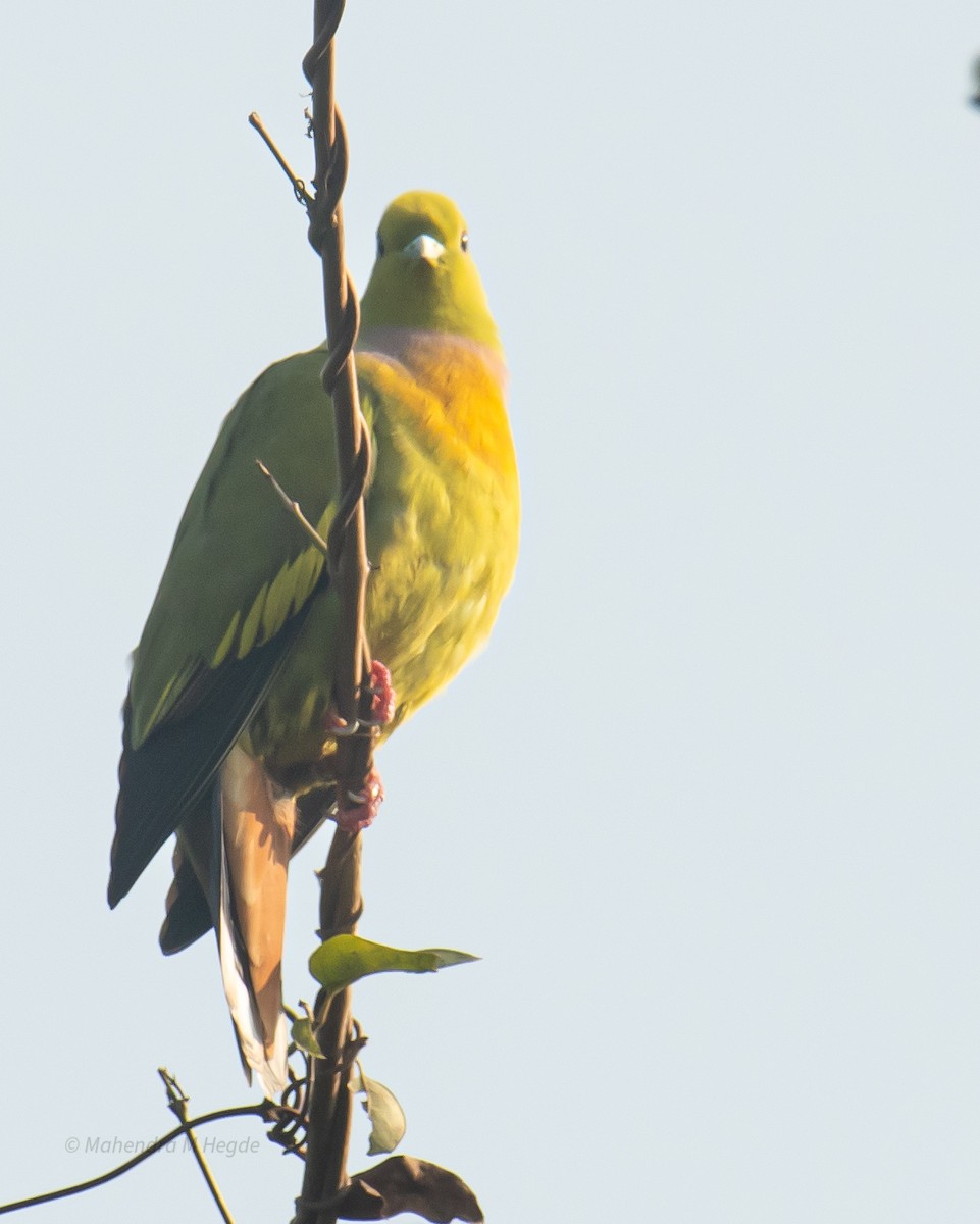 ムネアカアオバト - ML646629484