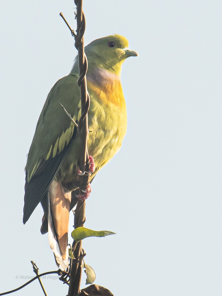 ムネアカアオバト - ML646629485