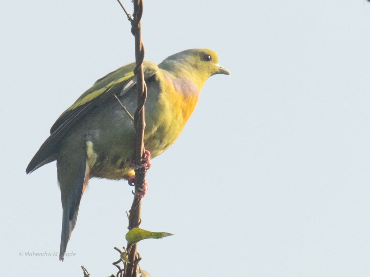 ムネアカアオバト - ML646629486