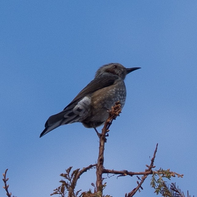 Оливник короткопалий - ML646629489