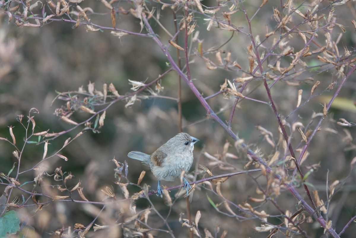 シマキンパラ - ML646629490
