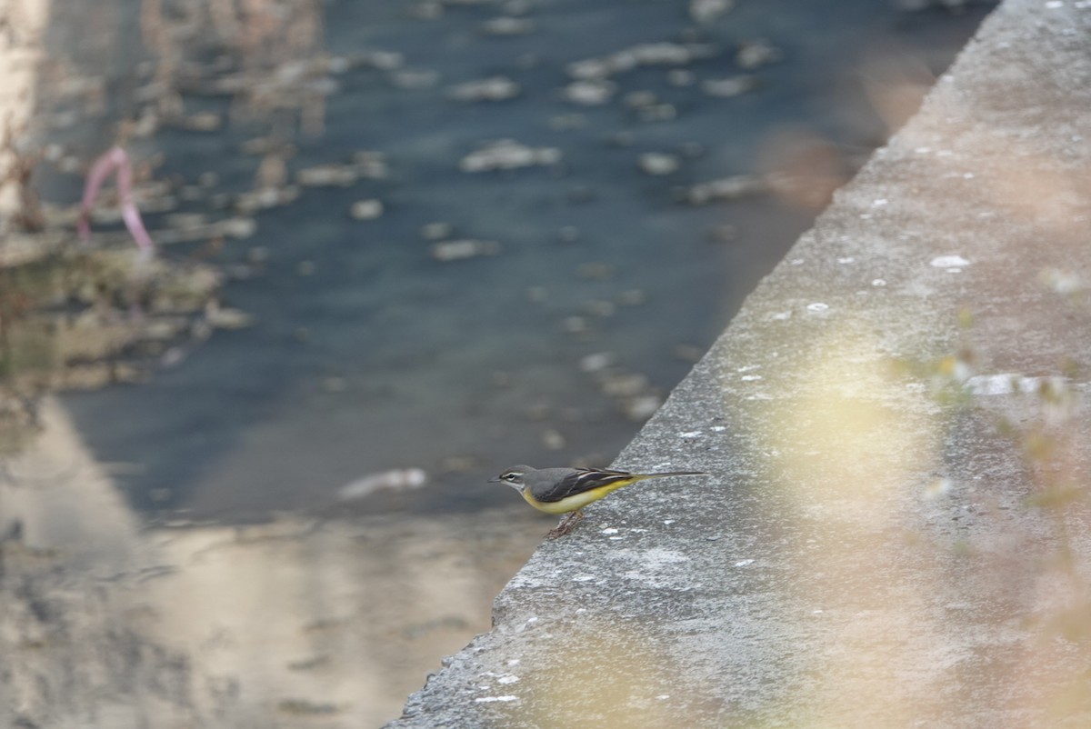 キセキレイ - ML646629491