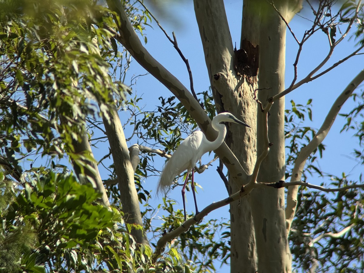 volavka bílá - ML646629492