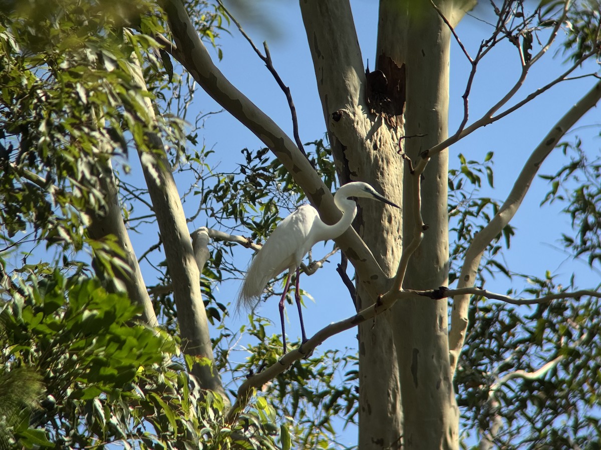 volavka bílá - ML646629493