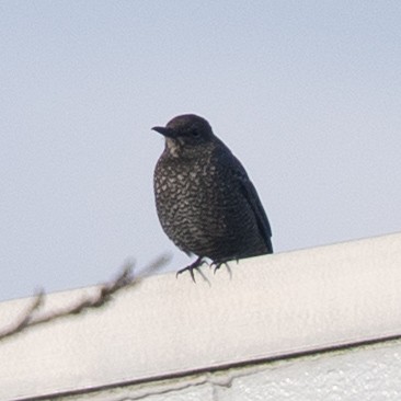 Скеляр синій - ML646629495