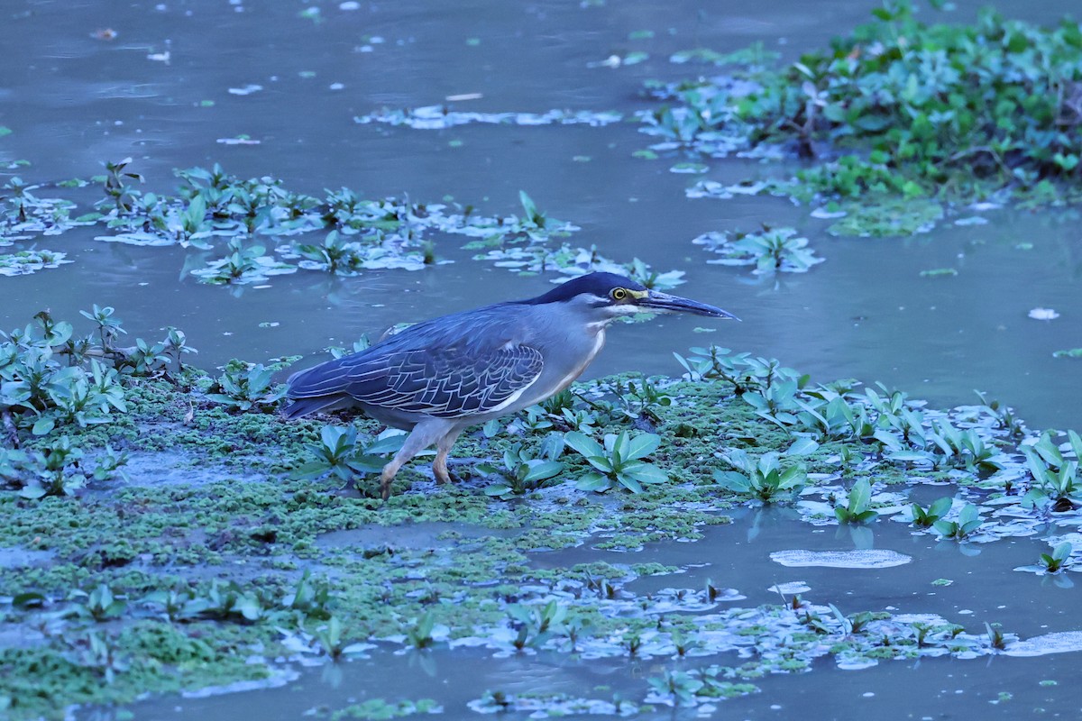 Little Heron - ML646629497