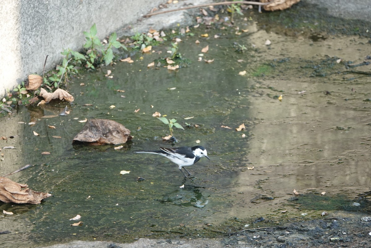 ハクセキレイ - ML646629498