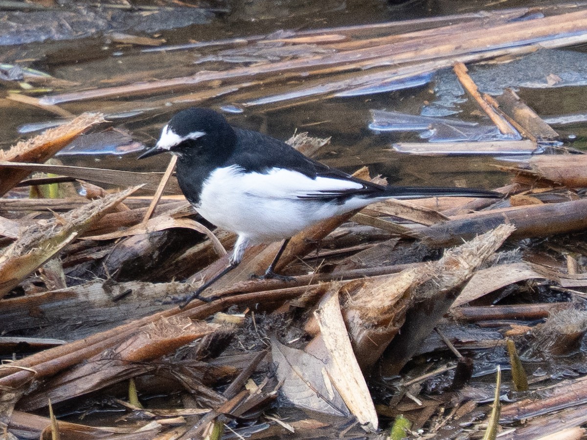 Плиска японська - ML646629499