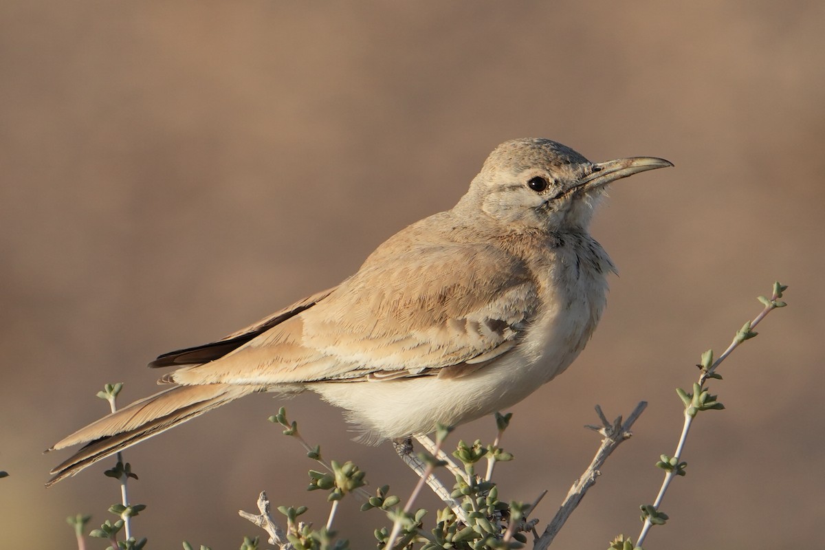 Greater Hoopoe-Lark - ML646629505