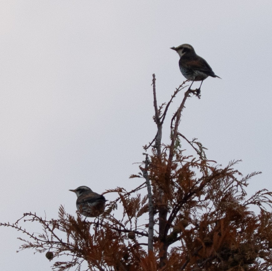 Дрізд темний - ML646629506