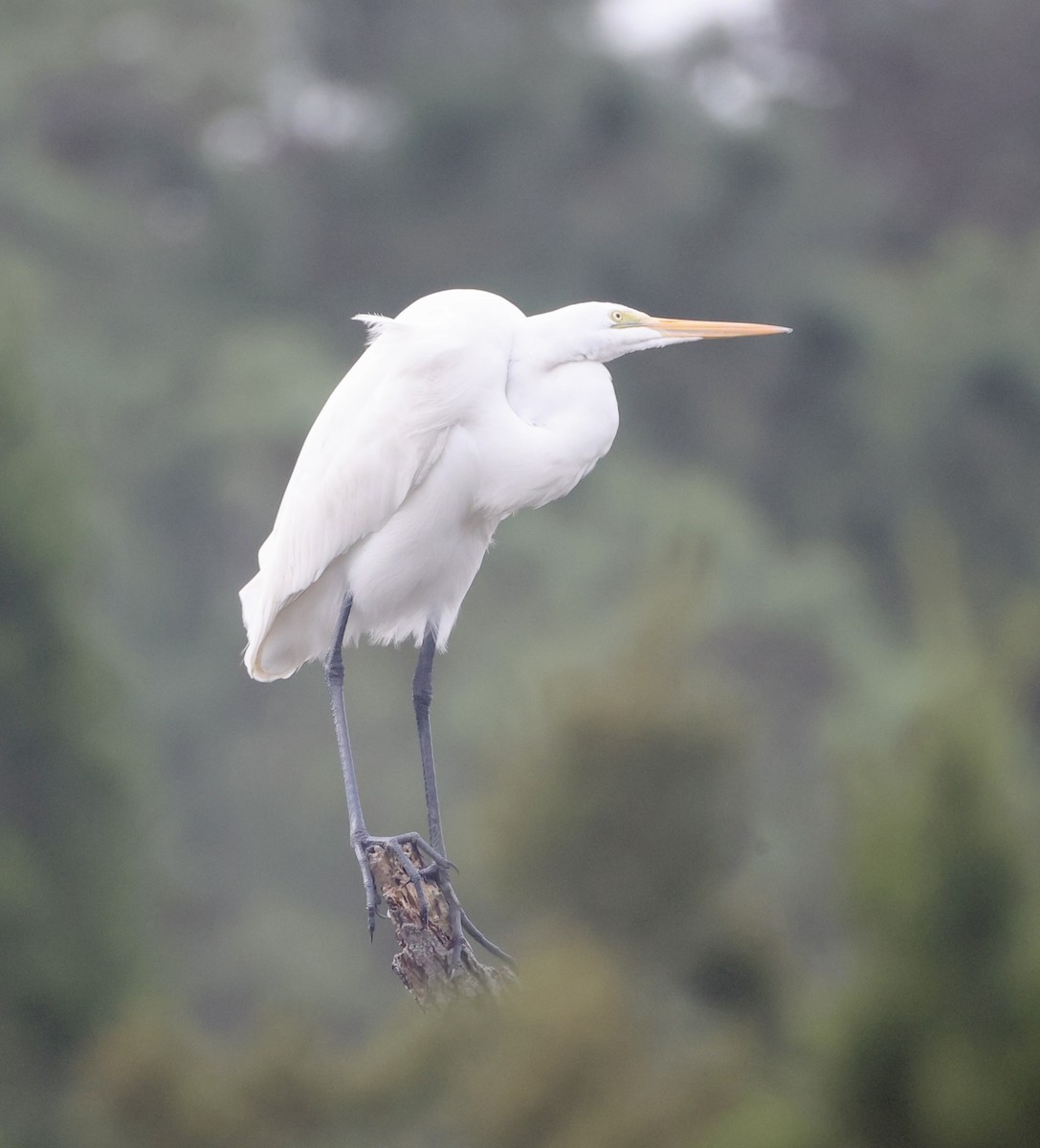 egretthegre - ML646629507