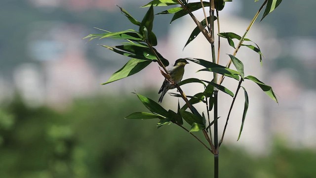Чиж лісовий - ML646629509