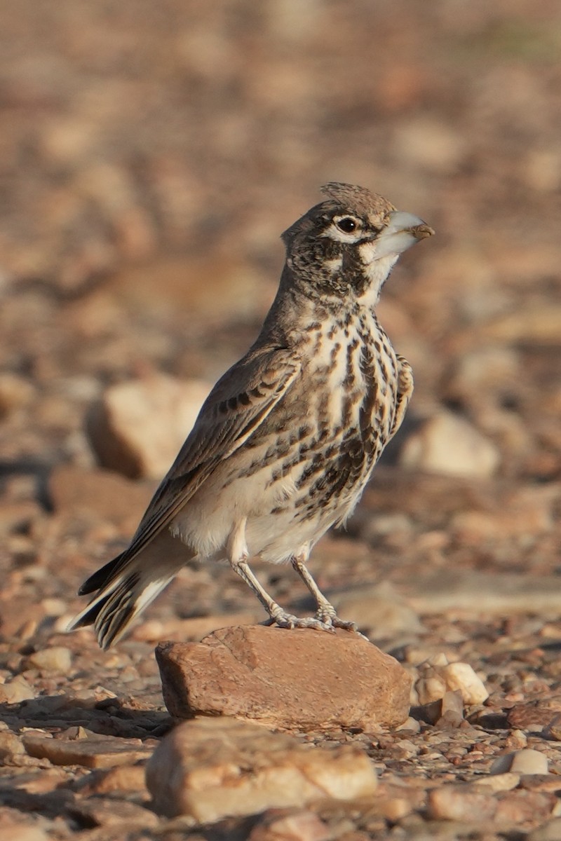 Thick-billed Lark - ML646629511