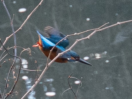 Рибалочка блакитний - ML646629512