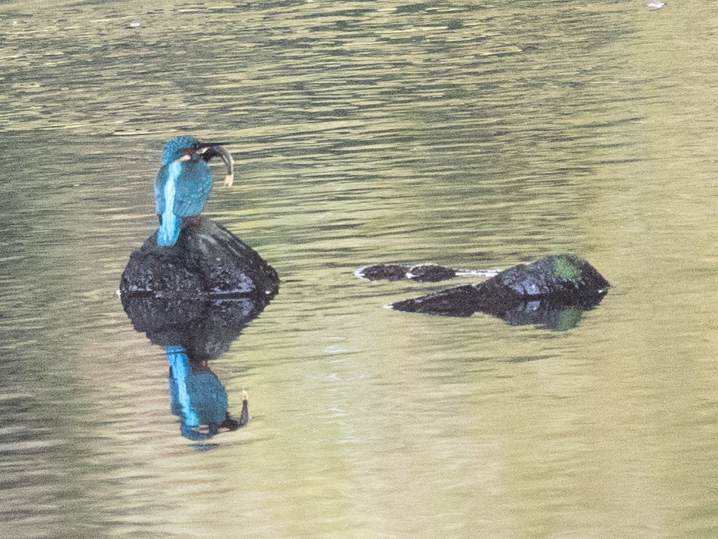 Рибалочка блакитний - ML646629513