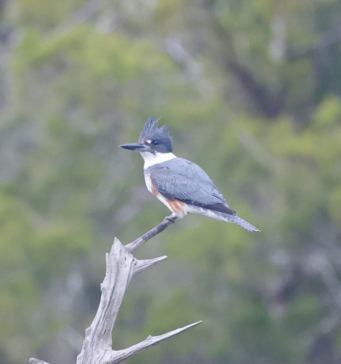 belteisfugl - ML646629518