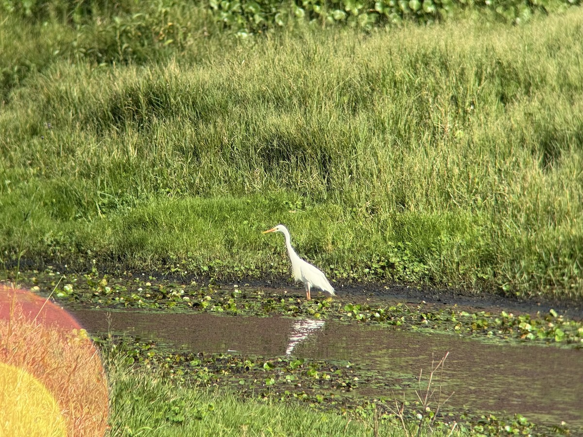 volavka půvabná - ML646629519