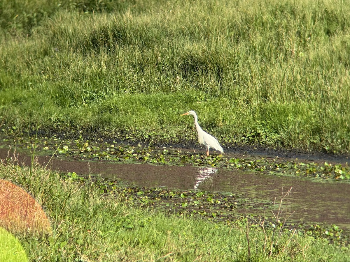 volavka půvabná - ML646629520