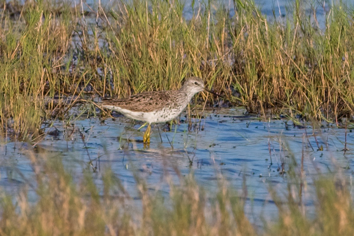 Teichwasserläufer - ML646629521