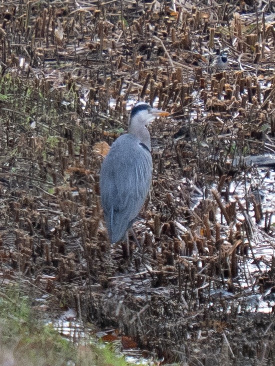 Чапля сіра - ML646629524
