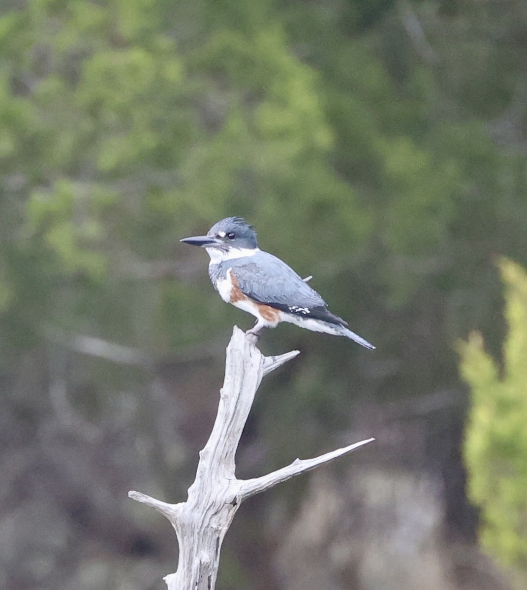 belteisfugl - ML646629526