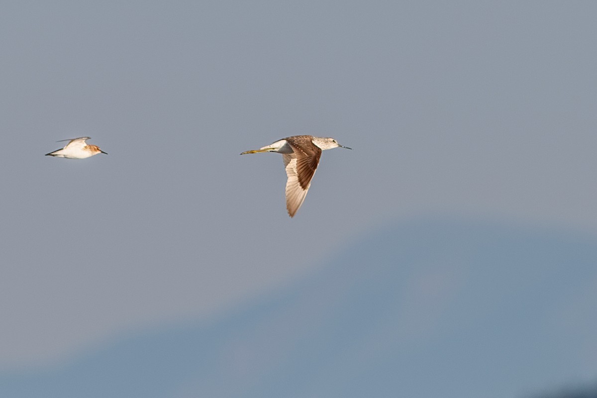 Teichwasserläufer - ML646629528