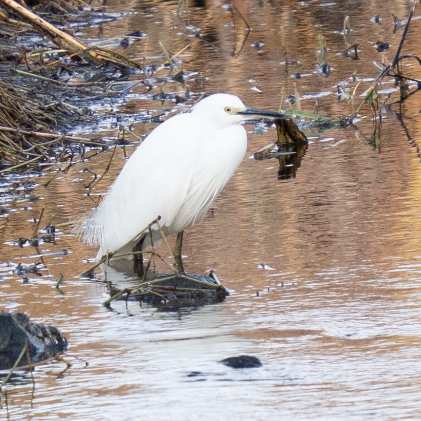 Чепура мала - ML646629529