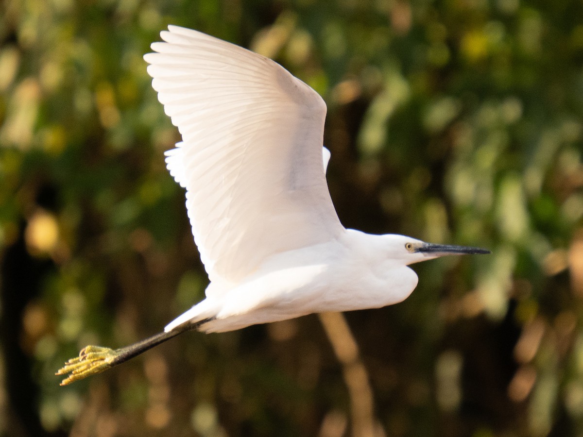 Чепура мала - ML646629530